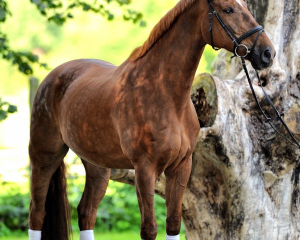 Dressurpferd Wellness 43 (Hannoveraner, 2002, von Waterford)