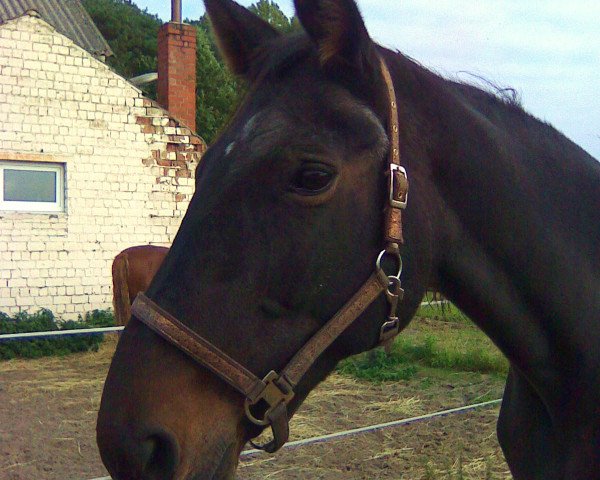broodmare Gordia (Brandenburg, 1989, from Gardo 2730)