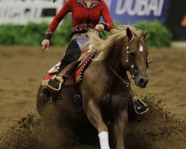 stallion Whizdom Shines (Quarter Horse, 2004, from Topsail Whiz) stallion Whizdom Shines (Quarter Horse, 2004, from Topsail Whiz)