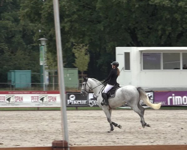 Late Entry Springturnier Verden 2022