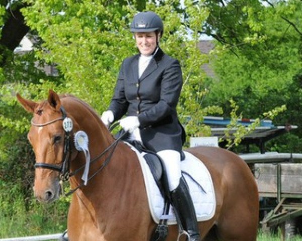 dressage horse Davino 24 (Westphalian, 2006, from Dancing Dynamite)