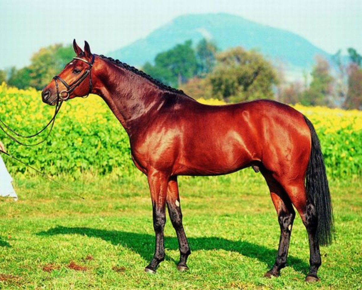 Deckhengst Royaldik (Oldenburger, 1999, von Royal Diamond)