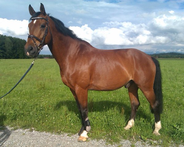 horse Acito 4 (Bavarian, 1995, from Accarat)