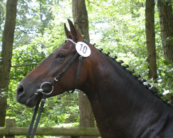 Zuchtstute Primera (Westfale, 2004, von Primeur's As)