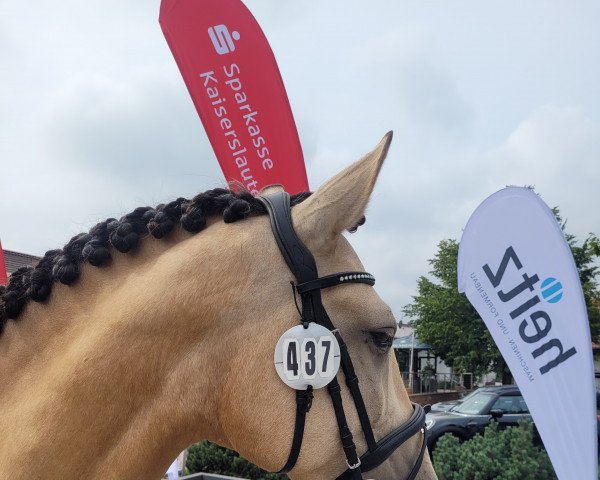 dressage horse Bonito 437 (Pura Raza Espanola (PRE), 2015, from Baturro PM)
