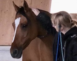 dressage horse Celina San (German Riding Pony, 2015, from Kastanienhof Cockney Cracker)