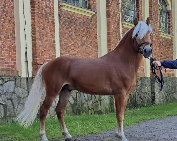 stallion Alpenmagic (Haflinger, 2018, from Amaranth)