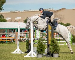 jumper Cellarista Vista (German Sport Horse, 2016, from Cellestial)