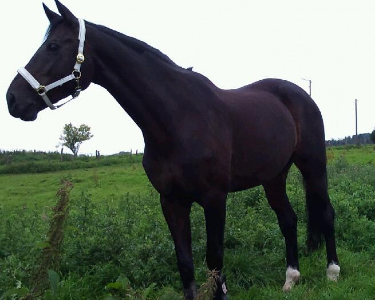 Pferd Mia (Westfale, 1995, von Montmartre)