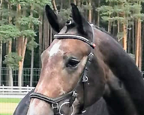 Pferd Calvani FF (Mecklenburger, 2020, von Chacco-Fly)