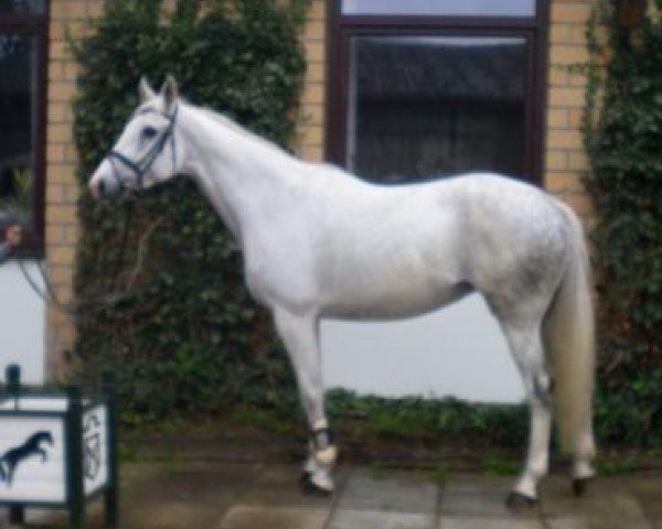 broodmare Onique (Holsteiner, 1999, from Barnaul xx)