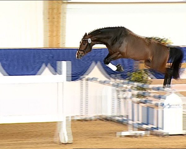Springpferd Sonni Boy (Bayer, 2008, von Saccor)
