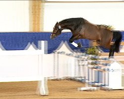 jumper Sonni Boy (Bavarian, 2008, from Saccor)