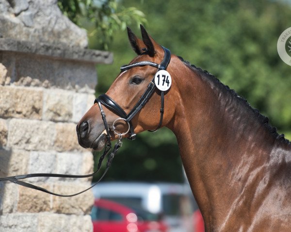 broodmare Noblesse Oblige (Trakehner, 2019, from Freiherr von Stein)