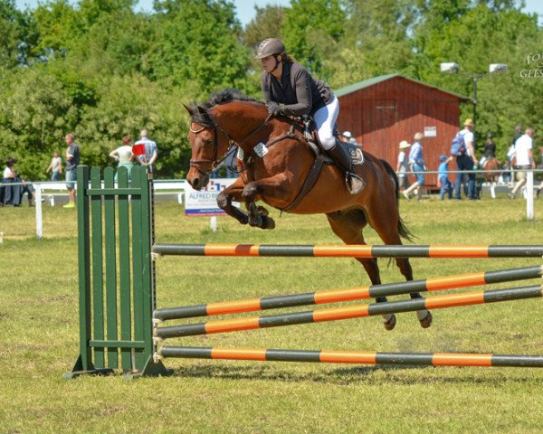 jumper Air-Life (Hanoverian, 2004, from Abke 4)