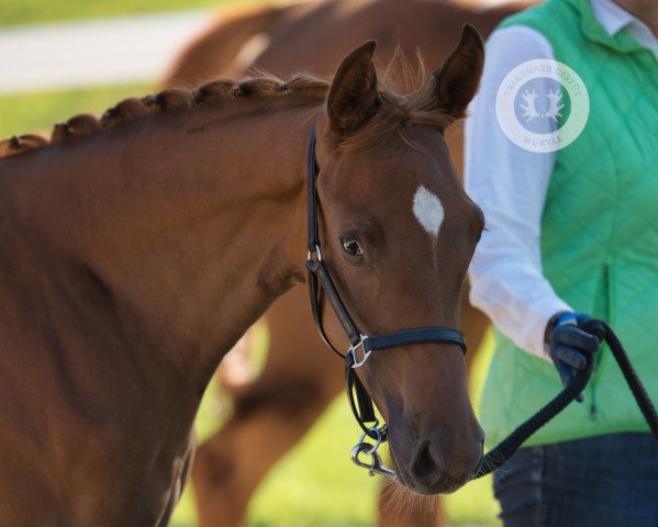 broodmare Kaja Rouge (Trakehner, 2022, from Le Rouge 7)