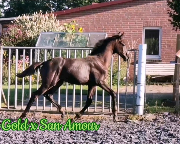 horse Iowa's Juwel (Oldenburg, 2022, from Iowa Gold)