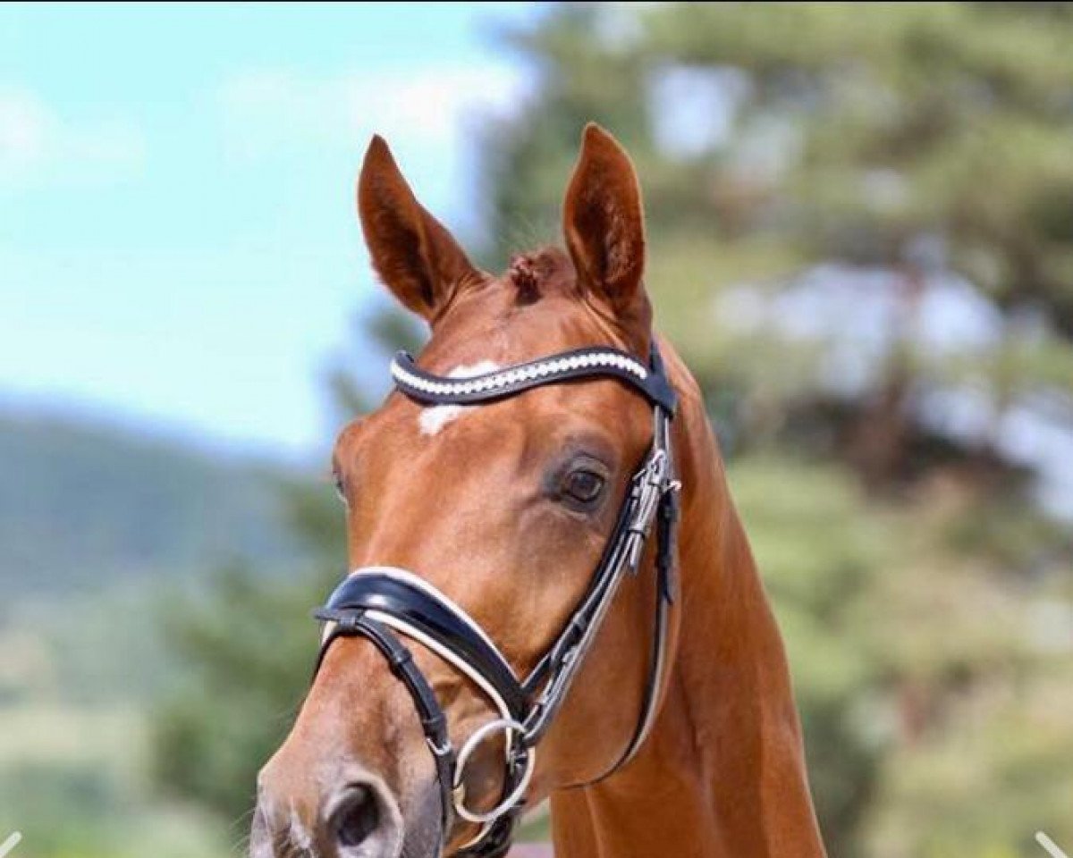 dressage horse Ferdinand WS (Hanoverian, 2016, from Florencio I)