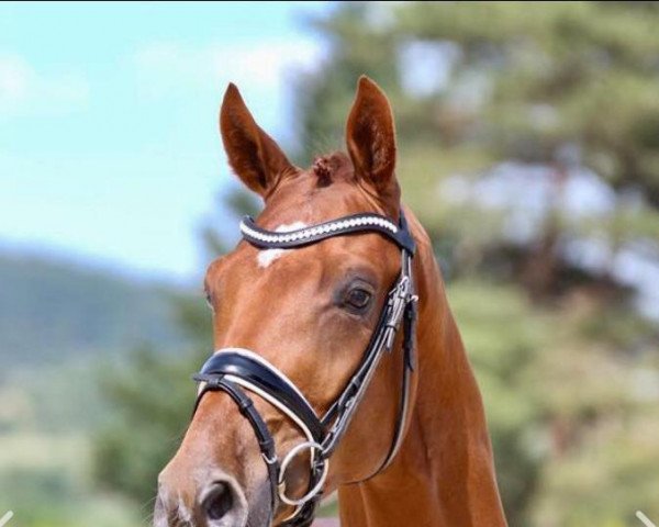 dressage horse Ferdinand WS (Hanoverian, 2016, from Florencio I)