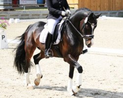 dressage horse Daimon Deluxe (German Riding Pony, 2010, from Reitland's Du oder Keiner)