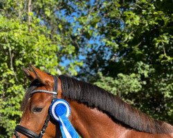 Pferd Destination Boy KT (Deutsches Reitpony, 2019, von Dallmayr K)
