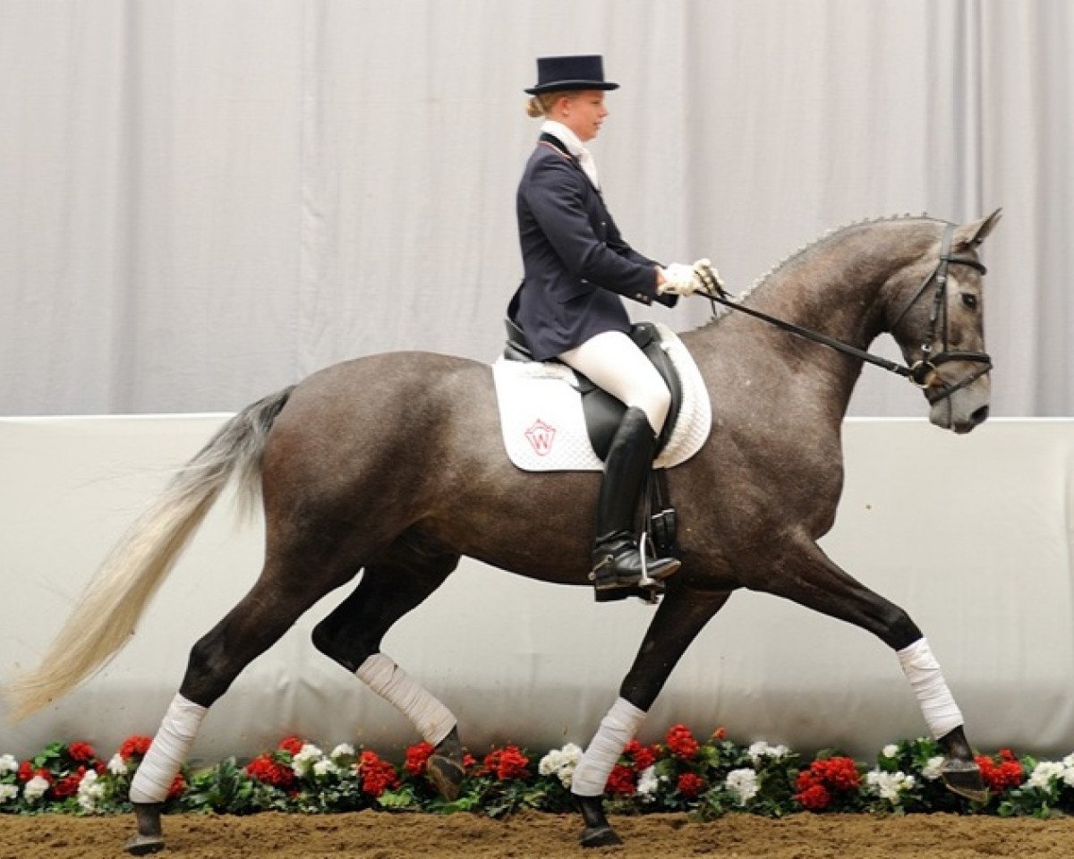 horse Coolman van Alfen (Westphalian, 2007, from Colman)