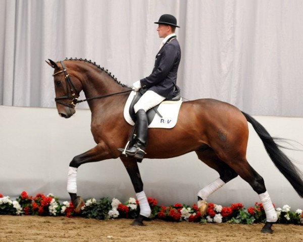 horse Spirit 276 (Westphalian, 2008, from Spielberg)