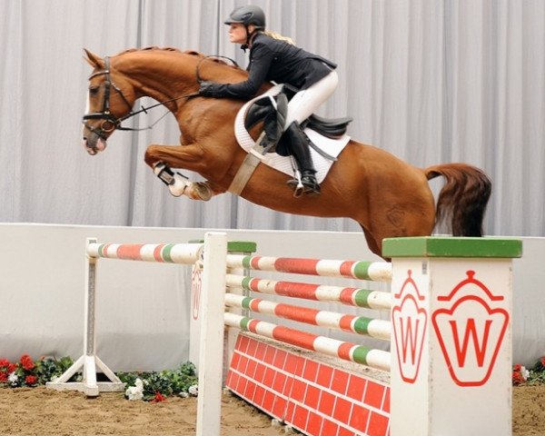 horse Little Lady Lu (Westphalian, 2007, from Ludwigs As)