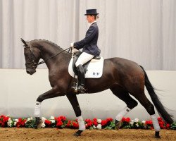 dressage horse Ravel (Westphalian, 2008, from Riccio)