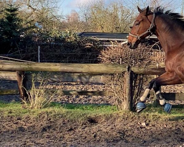 dressage horse Ridwan's Diamant (Oldenburg, 2011, from Ridwan xx)
