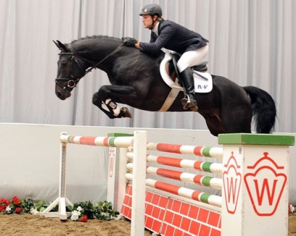 Pferd Carengo (Westfale, 2008, von Carenzo)