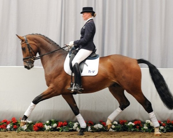 horse Rock my Life (Westphalian, 2008, from Rock Forever NRW)