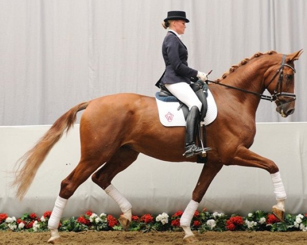 dressage horse Rimband (Westphalian, 2005, from Riccio)
