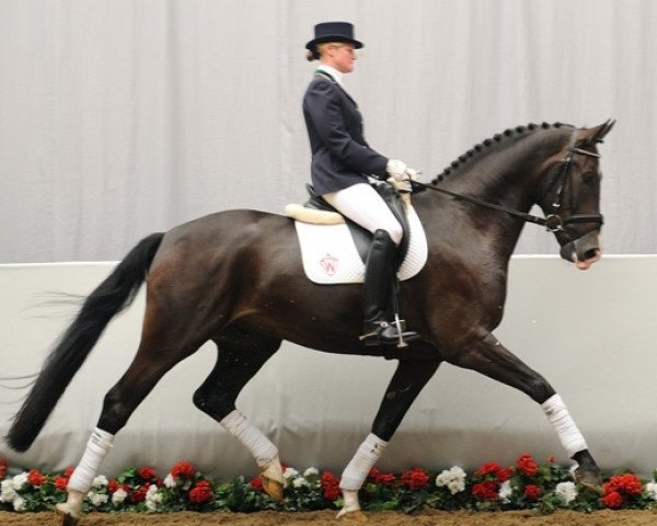 Dressurpferd Essiene (Westfale, 2007, von Ehrenpreis)