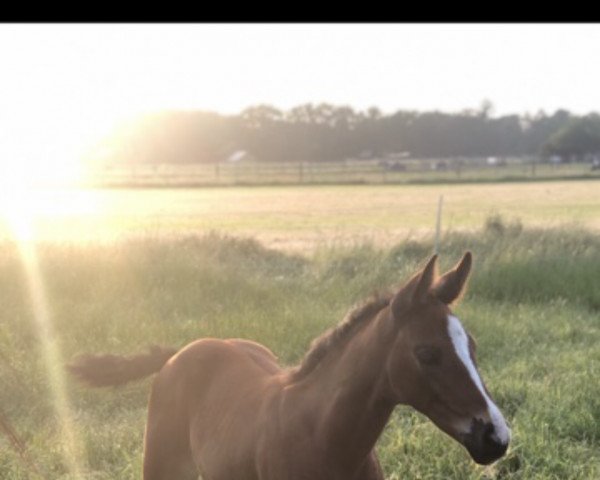 broodmare Atlanta (Oldenburg, 2021, from Taurus)