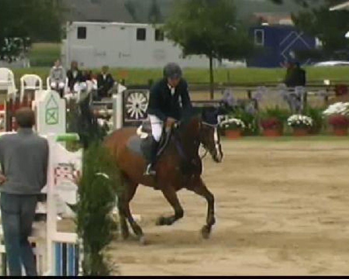 Springpferd Dark Angel 28 (Westfale, 2001, von Darco)