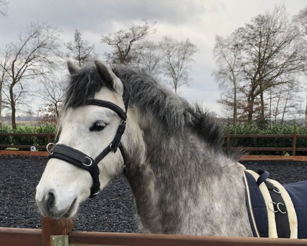horse Del Negro (German Riding Pony, 2018, from Del Piero 25)