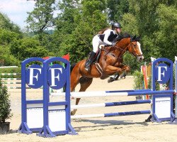 jumper Ibrahim Ter Maaigem (Belgian Warmblood, 2008, from Kashmir van't Schuttershof)