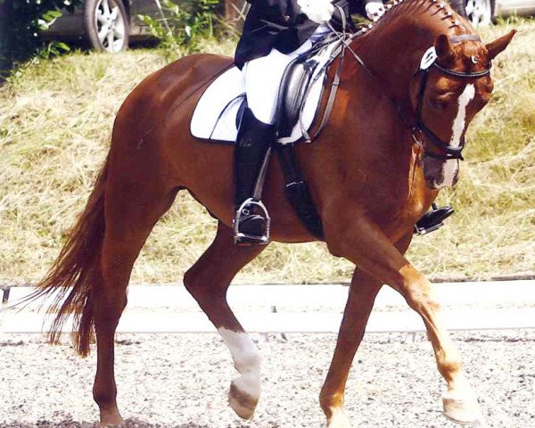 jumper Awispado (Rhinelander, 2003, from Abanos) jumper Awispado (Rhinelander, 2003, from Abanos)