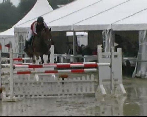 jumper Fine 68 (Westphalian, 2002, from Feinsinn)