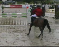 jumper Lumiere au Ciel (Oldenburg, 2005, from Lupicor)
