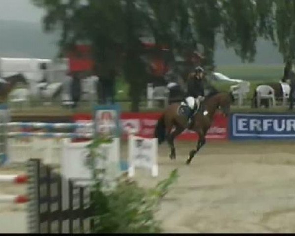 Springpferd Chah Rukh (Holsteiner, 2001, von Candillo Z)
