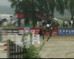 Springpferd Chah Rukh (Holsteiner, 2001, von Candillo Z)