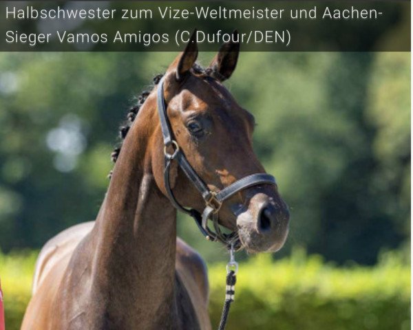 horse Florita Amigas XR (Oldenburg, 2020, from Filou 2146)