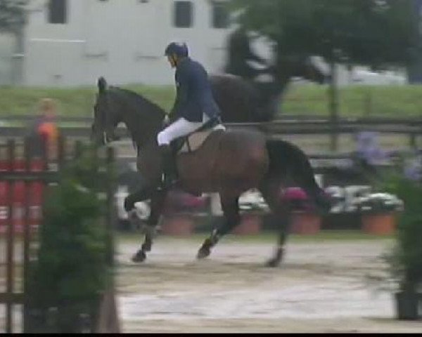 Springpferd Højrupgaards Locomotion (Dänisches Warmblut, 2002, von Aston)