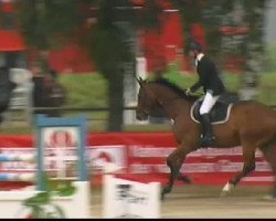 jumper Cooper 79 (Oldenburg, 2004, from Cordalme Z)