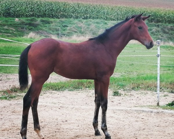 broodmare Sonnenschein (Bavarian, 2021, from DSP VA Bene)