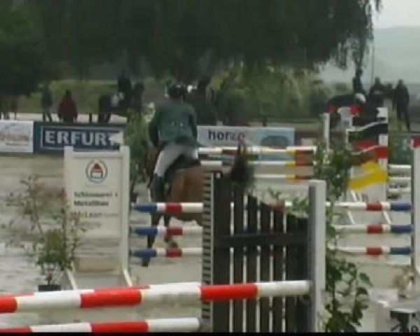 broodmare Caribik 8 (Holsteiner, 2000, from Cardino)