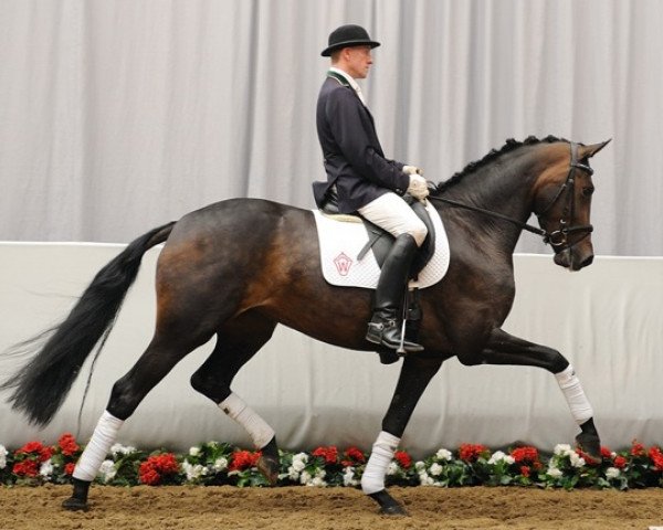 Fattrice Rawya Fly (Westfale, 2008, di Rock Forever NRW)
