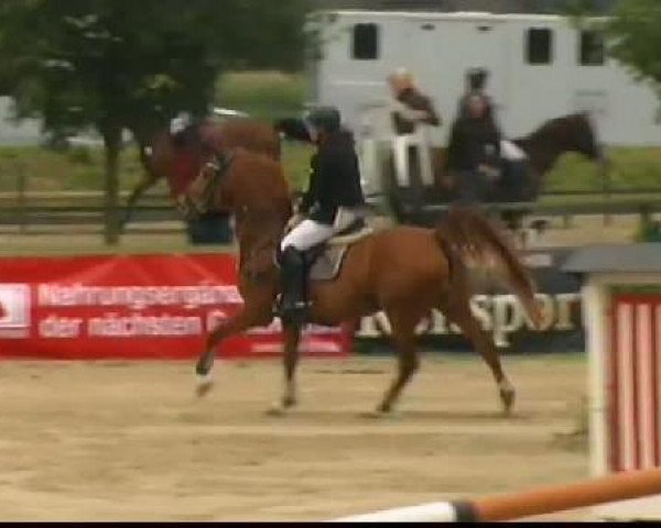 broodmare Petite Jolie E (Westphalian, 2001, from Pit I)